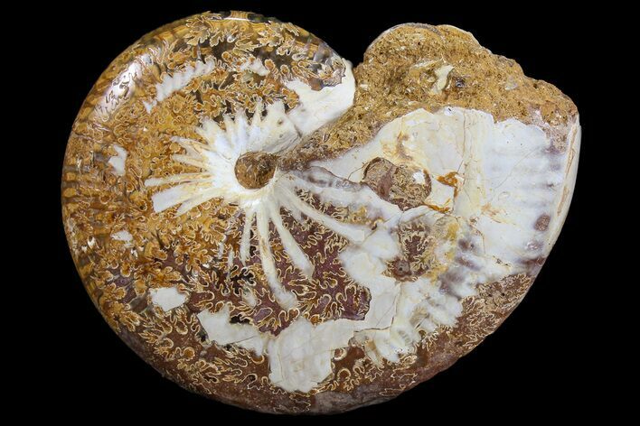 Polished Jurassic Ammonite Fossil - Madagascar #76991